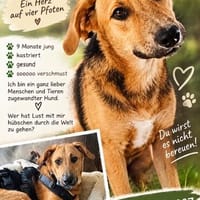 Manos die Zuckerschnute / PLZ 82284, Hund zur Adoption