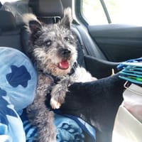 Vonal von kettenlos, Hund zur Adoption