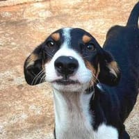 COLAJET  Mischlingswelpe, Hund zur Adoption