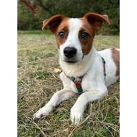 Krümelchen - wartet in 30459 Hannover, Hund zur Adoption