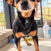 kleiner Tom, ca. 33 cm hoch, Hund zur Adoption