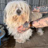 Pumukli  kleiner Kerl auf der Suche, Hund zur Adoption