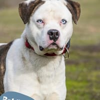 💙Boldizsar -  sensibel, vorsichtig💙, Hund zur Adoption