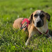 Freundliche Phoenix wünscht sich Familie, Hündin zur Adoption
