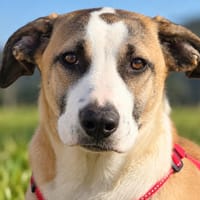 Möchten Sie Petunia eine Chance geben?, Hündin zur Adoption