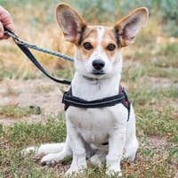 Stitch  eine kleine Kämpferin mit großem Herz 🌼🐶, Hündin zur Adoption