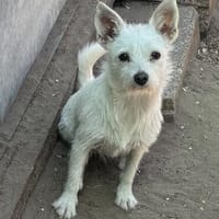 Maribell  in  50259 Pulheim, Hündin zur Adoption
