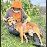 🧡 Brick  sucht sein Zuhause🧡, Hund zur Adoption
