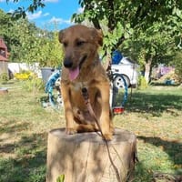 Max, fröhlicher Hund sucht neues Zuhause, Hund zur Adoption