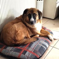 Nancy, Hündin zur Adoption