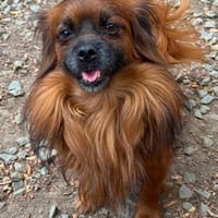 Caraman sucht ein Zuhause, Hund zur Adoption