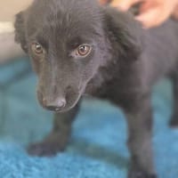 Molly BE  sanftes Hundemädchen sucht ihr Zuhause, Hündin zur Adoption