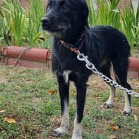 Zoe, kleine Hündin sucht neues Zuhause, Hündin zur Adoption