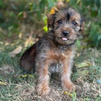 Zadorka bezauberndes Hundekind sucht Ihr Für-Immer-Körbchen, Hündin zur Adoption