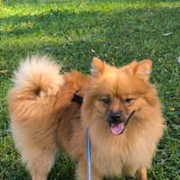Harry SR  verschmust, sanft und anhänglich, Hund zur Adoption