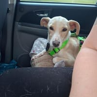 Tobi 💙 lieber Bub auf Kuschelkurs, Hund zur Adoption