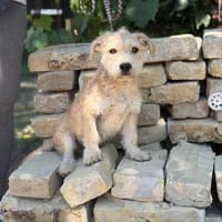 Gotfrid KK verspieltes JunghundJuwel sucht liebevolle Mens, Hund zur Adoption