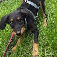 Sara sucht liebe Menschen, Hündin zur Adoption