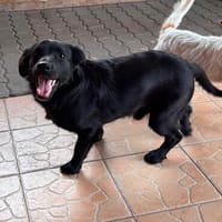 Benni BR  besonderer Herzenshund sucht Menschen mit großem, Hund zur Adoption