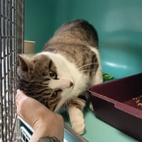 WESLEY C, chat à adopter