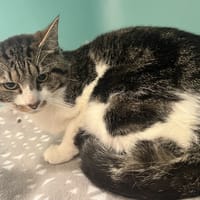 CAL C, chat à adopter