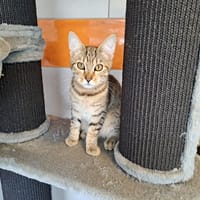 BALZAC, chat à adopter