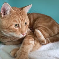 ZAZOU C, chat à adopter