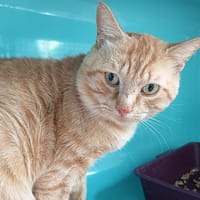 YODA C, chat à adopter