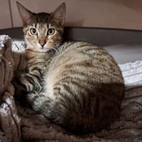 BOBA réservé, chat à adopter