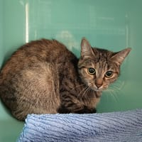 REY C, chatte à adopter