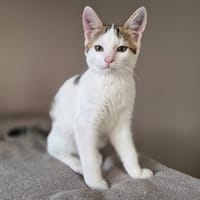 CHARLY, chat à adopter