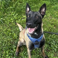 CHANNIE VAA23954, chienne à adopter