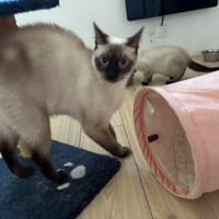 Saphir, chatte à adopter