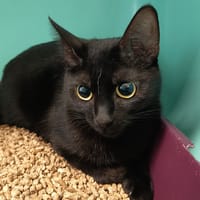 PADME C, chatte à adopter