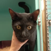 JABBA C, chat à adopter
