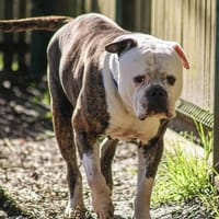 Oréo, chienne à adopter