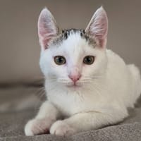CLOVIS, chat à adopter