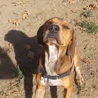 Moby, chienne à adopter