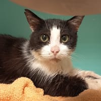 QUI-GON C, chat à adopter