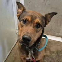 BIBOU QCN, chien à adopter