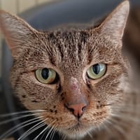 MARWAN, chat à adopter