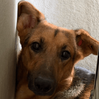 KYONA, chienne à adopter