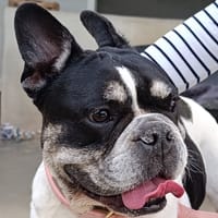 Polly, chienne à adopter
