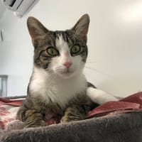 Moustic, chat à adopter