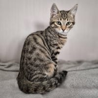 CYRANO, chat à adopter