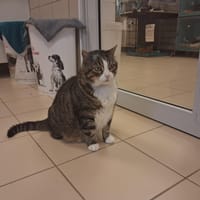 PICSOU (réservé), chat à adopter
