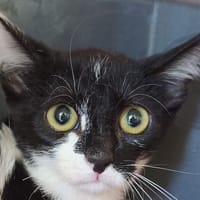 Pastèque, chatte à adopter