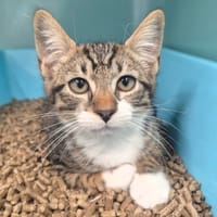 Réglisse, chat à adopter