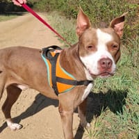Zeus, chien à adopter