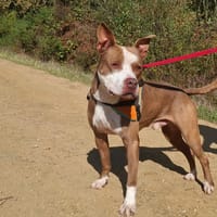 Zeus, chien à adopter